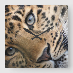 Reloj Cuadrado El tigre Cub de Bengala registra