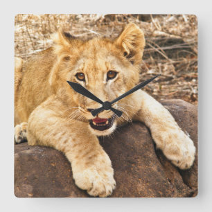 Reloj Cuadrado El tigre Cub toma el respiradero en una roca