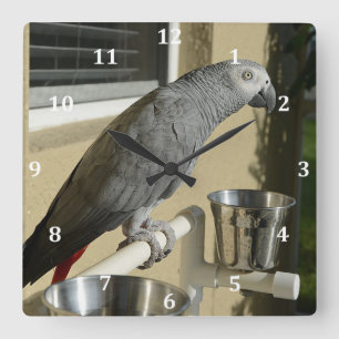 Reloj Cuadrado Elegante loro gris africano del Congo en pie