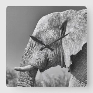 Reloj Cuadrado Elephant portrait