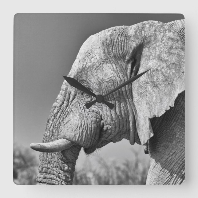 Reloj Cuadrado Elephant portrait (Anverso)