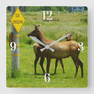 Reloj Cuadrado Elk Crossing California Wildlife Photography