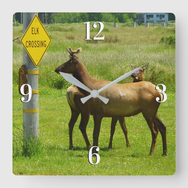 Reloj Cuadrado Elk Crossing California Wildlife Photography (Anverso)