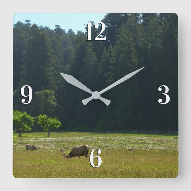 Reloj Cuadrado Elk Meadow en el parque nacional de Redwood (Anverso)