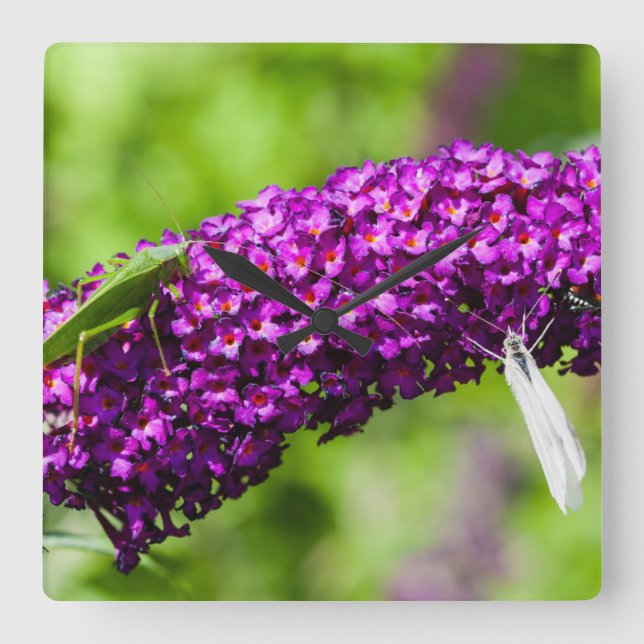 Reloj Cuadrado energía katydid (Anverso)