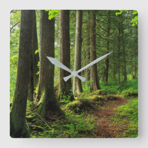 Reloj Cuadrado Escenario del Camino Verde de los Bosques