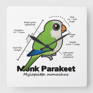 Reloj Cuadrado Estadísticas del Parakeet del monje