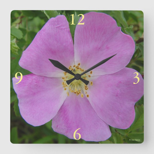 Reloj Cuadrado F11 Rosa silvestre "Rosa arkansana" (Anverso)