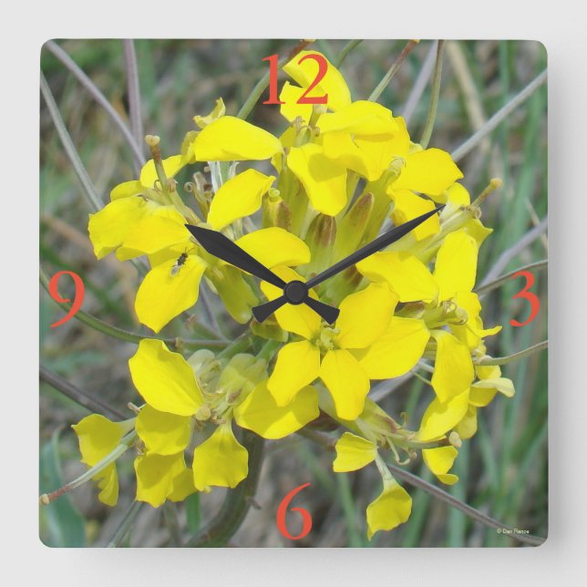 Reloj Cuadrado F14 Yellow Wildflowers (Anverso)