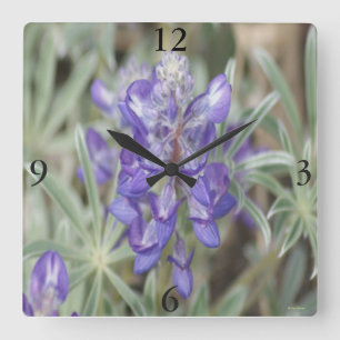 Reloj Cuadrado F18 Flores Silvestres Purpúreas Lupino Anual