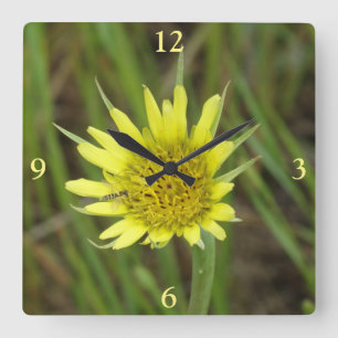 Reloj Cuadrado F41 Flor Amarilla Silvestre Barba de Cabra