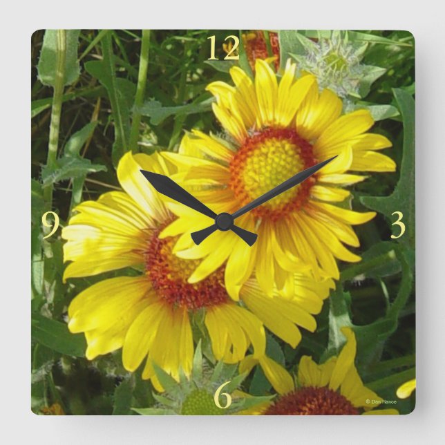 Reloj Cuadrado F6 Flores silvestres amarillas Gaillardia (Anverso)