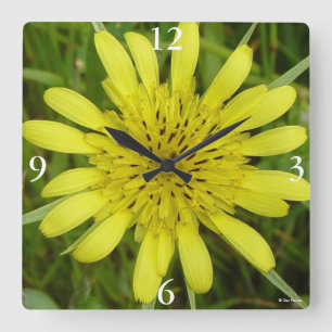Reloj Cuadrado F9 Yellow Wildflower Goats-beard Tragopogon dubius