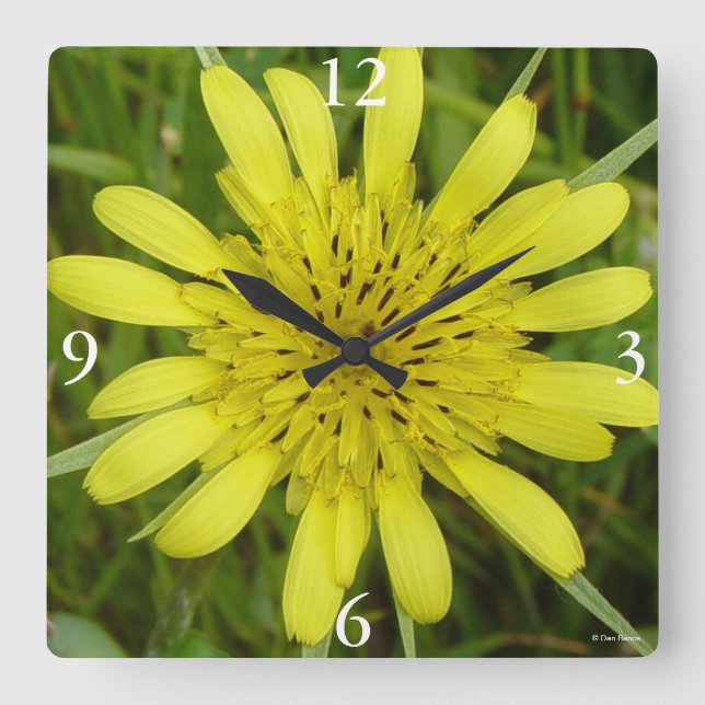 Reloj Cuadrado F9 Yellow Wildflower Goats-beard Tragopogon dubius (Anverso)
