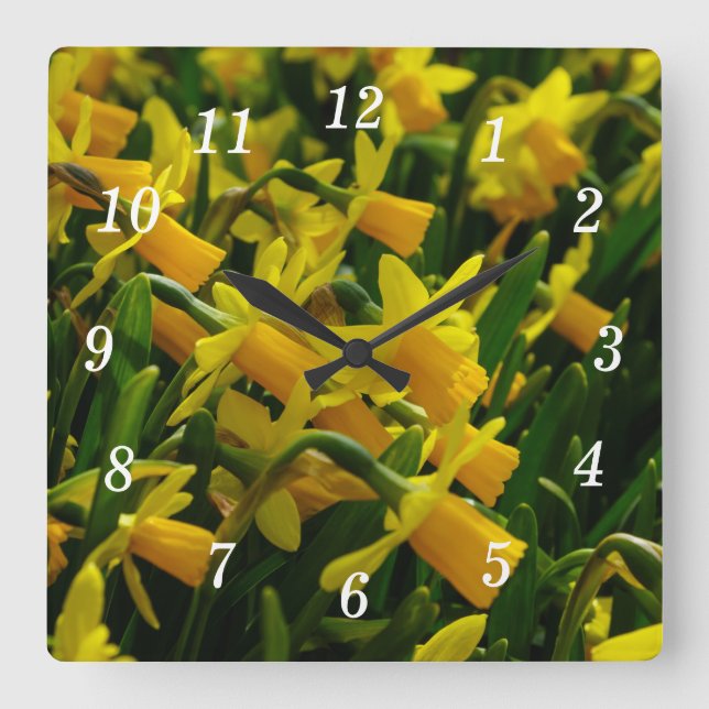 Reloj Cuadrado Familia De Daffodils (Anverso)