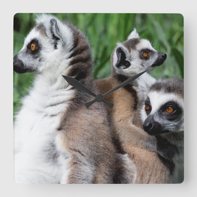 Reloj Cuadrado Familia Lemur (Anverso)