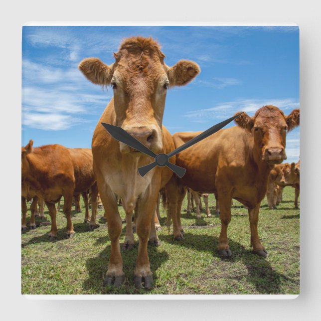 Reloj Cuadrado Farms | Brown Cow Group (Anverso)