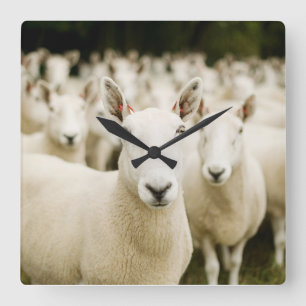 Reloj Cuadrado Farms   Herd of Sheep