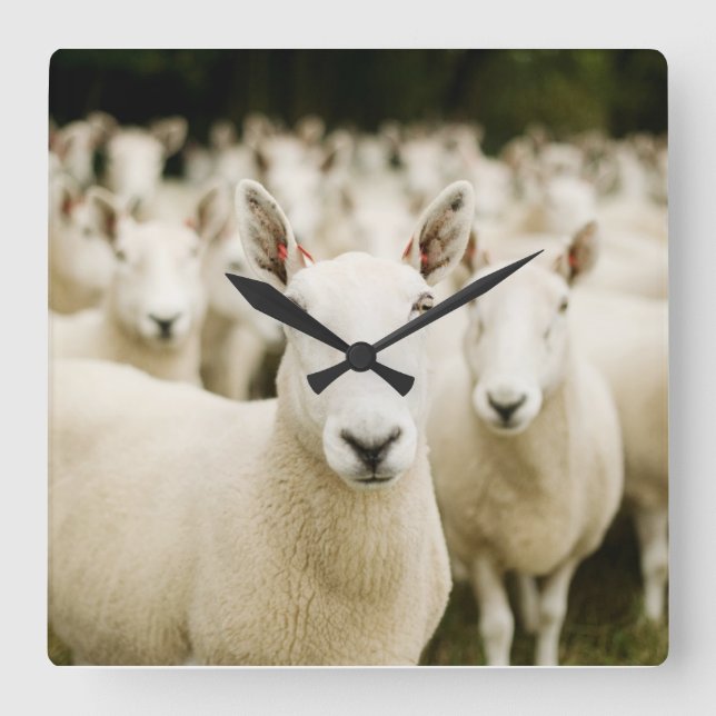 Reloj Cuadrado Farms | Herd of Sheep (Anverso)