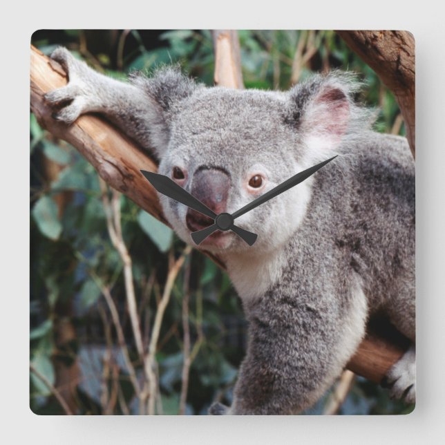 Reloj Cuadrado Featherdale Wildlife Park, Koala Bears (Anverso)