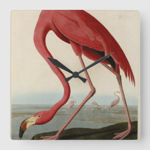 Reloj Cuadrado Flamingo americano de los pájaros de los Estados U
