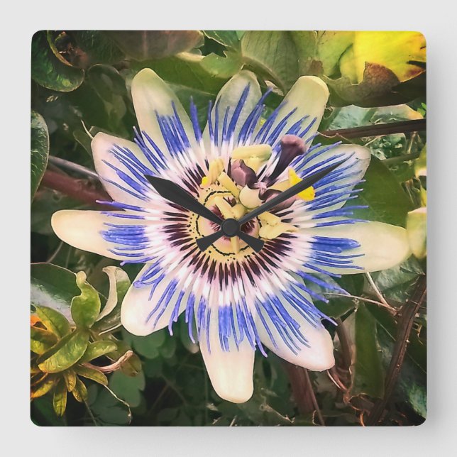 Reloj Cuadrado Flor azul y blanca (Anverso)