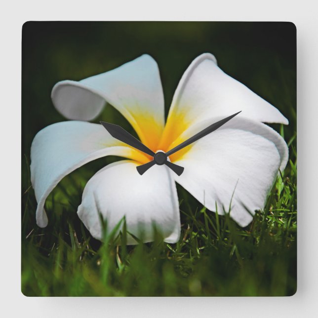 Reloj Cuadrado Flor blanca Plumeria Frangipani Hawaii (Anverso)