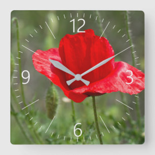 Reloj Cuadrado Flor de amapola roja salvaje