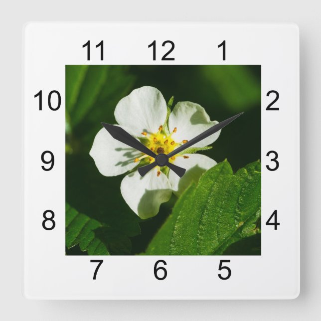 Reloj Cuadrado Flor de fresa silvestre (Anverso)