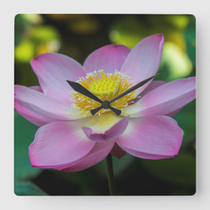 Reloj Cuadrado Flor de loto floreciente, Indonesia