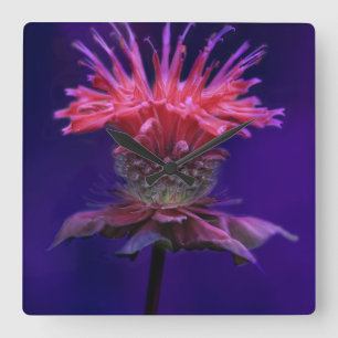 Reloj Cuadrado Flor de vino rosa frambuesa de abeja en morado