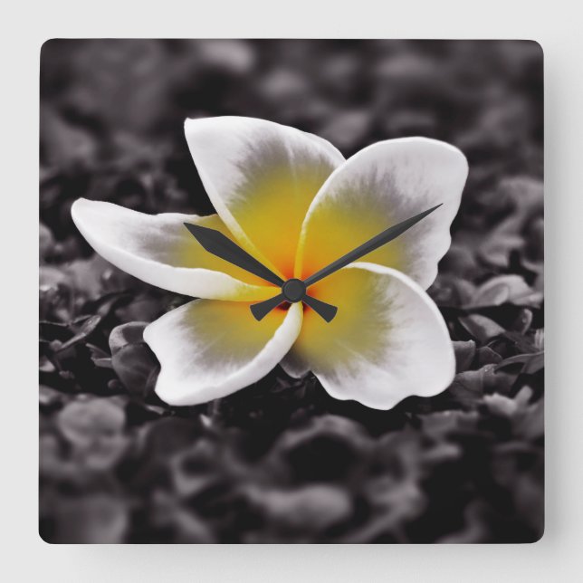 Reloj Cuadrado Flor Plumeria Frangipani Hawaii (Anverso)