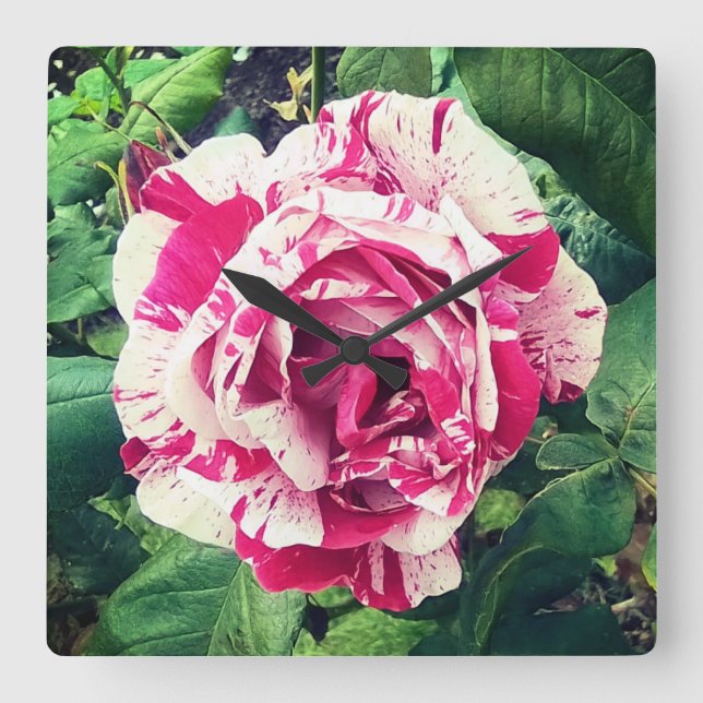 Reloj Cuadrado Flor rosa oscuro y blanca (Anverso)