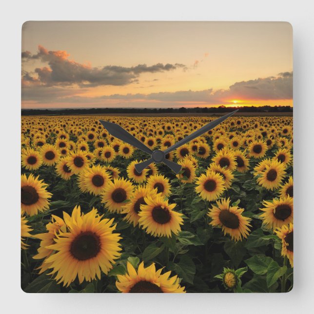 Reloj Cuadrado Flores | Campo de girasol (Anverso)