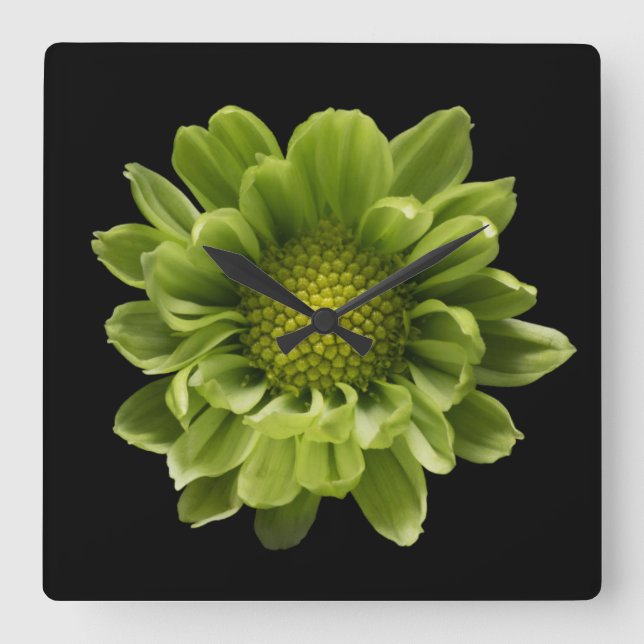 Reloj Cuadrado Flores | Crisantemo verde (Anverso)
