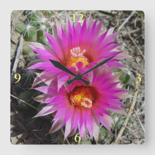 Reloj Cuadrado Flores de Cactus Bola F5 "Escobaria vivipara"