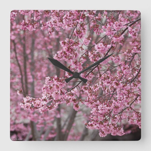 Reloj Cuadrado Flores de cerezo Sakura rosadas flotando (Anverso)