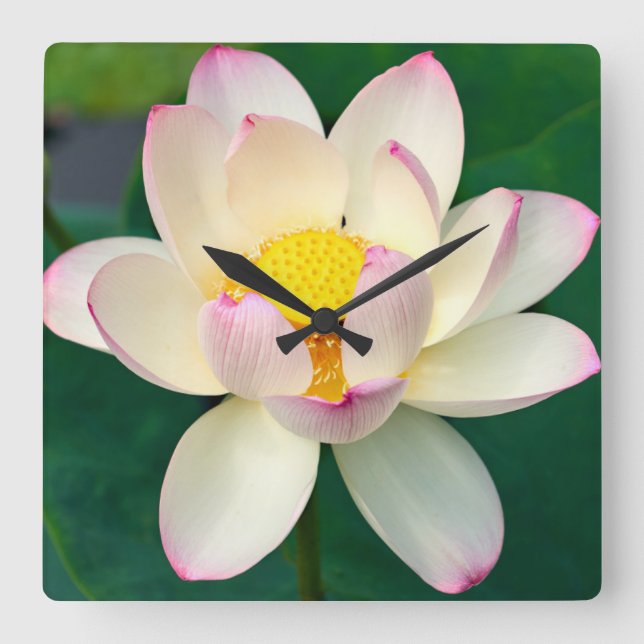 Reloj Cuadrado Flores | Flor de agua Lotus (Anverso)