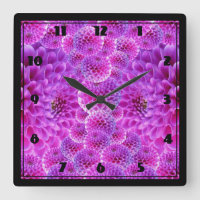 Flores rosas de Pom Pom Dahlia