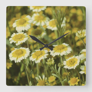 Reloj Cuadrado Flores silvestres amarillo y blanco