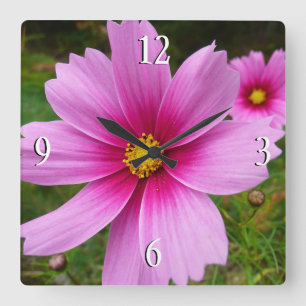 Reloj Cuadrado Flores silvestres de cosmos rosa