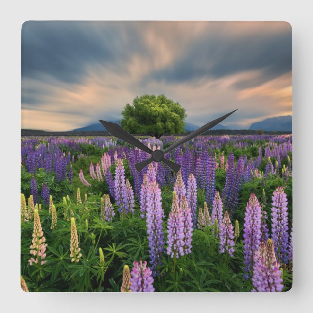 Reloj Cuadrado Flowers | Lupine Field in New Zealand (Anverso)