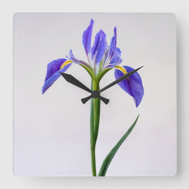 Reloj Cuadrado Flowers | Purple Iris Flower (Anverso)