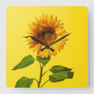 Reloj Cuadrado Flowers   Sunflower on Yellow