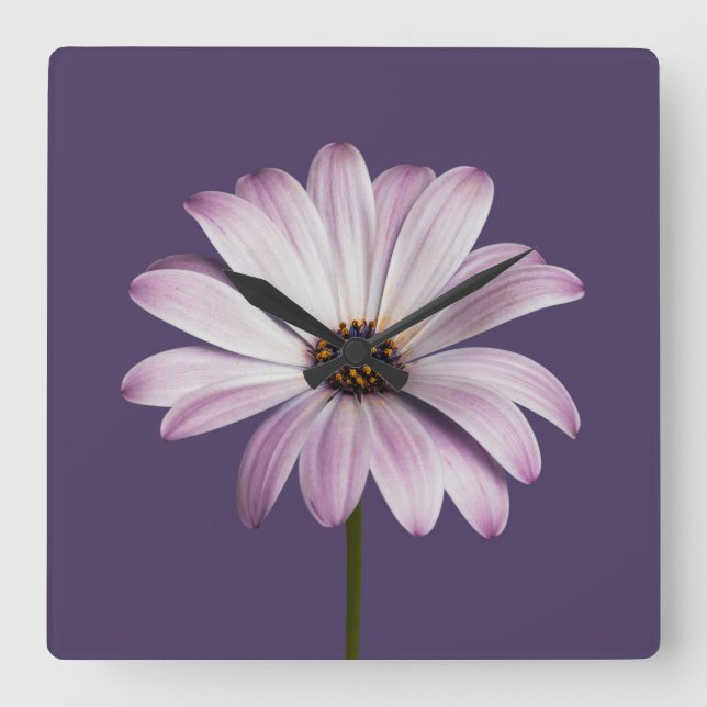 Reloj Cuadrado Flowers | White & Purple Daisy (Anverso)