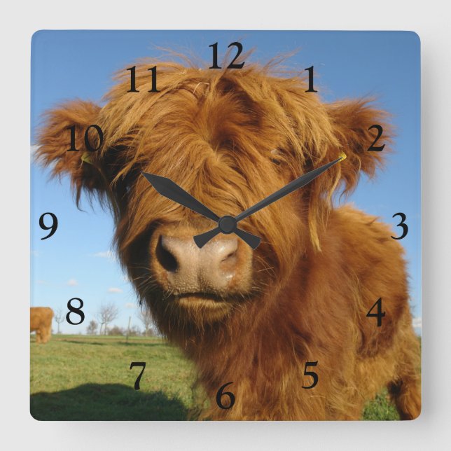 Reloj Cuadrado Fluffy Scottish Highland Cow - Blue Sky (Anverso)