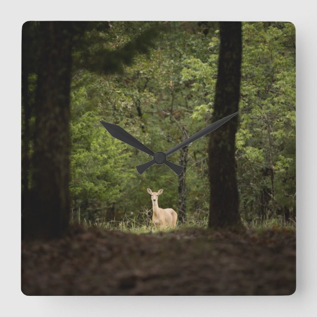 Reloj Cuadrado Forests | A White Tailed Deer in the Woods (Anverso)
