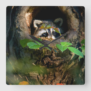 Reloj Cuadrado Forests   Raccoon Peeking