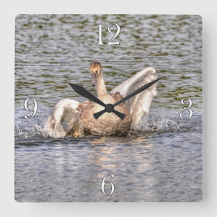 Reloj Cuadrado Foto de aves acuáticas mudas en cisne