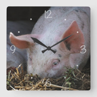 Reloj Cuadrado Foto de cerdo rosa